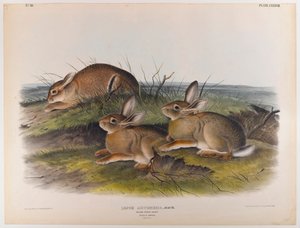 Lebre de madeira de John James Audubon