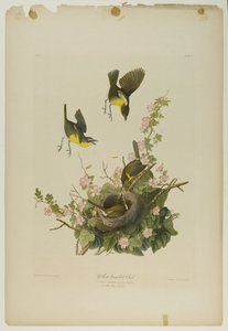 Bate-papo de peito amarelo, impresso por Julien Bien e publicado por Roe Lockwood & Son, 1861 (cromolitógrafo) de John James Audubon