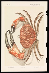 Caranguejo gigante da Tasmânia, Pseudocarcinus gigas