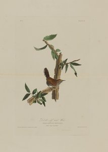 Bewicks Cauda Longa Wren, de aves da América, gravada por Robert Havell (1793-1878)