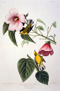 Toutinegra amarela voada azul, dos pássaros da América, gravada por Robert Havell (1793-1878)
