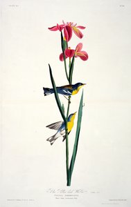 Toutinegra Amarela-para trás azul, dos pássaros da América, gravada por Robert Havell (1793-1878) de John James after Audubon