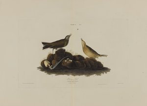 Brown Lark, de aves da América, gravada por Robert Havell (1793-1878) de John James after Audubon