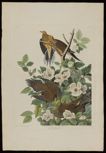 Pombo de Carolina ou pomba de tartaruga, de aves da América, gravada por Robert Havell (1793-1878) de John James after Audubon
