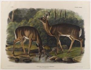 Comum ou Virginia Deer, gravado por John T. Bowen (1801-c.1856) 1848