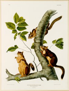 Douglas Squirrel, do fólio Os quadrúpedes vivíparos da América do Norte, publicado em 1845, 1844 (ver 129902 para original)