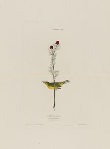 Selbys Fly Catcher, de aves da América, gravada por Robert Havell (1793-1878)