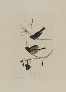Pássaro da neve, dos pássaros da América, gravado por Robert Havell (1793-1878)