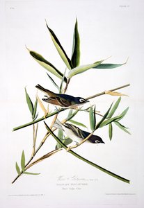 Papa-moscas solitário, dos pássaros da América, gravado por Robert Havell (1793-1878)
