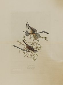 Song Sparrow, de aves da América, gravada por Robert Havell (1793-1878)