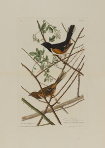 O Towhe Bunting, de aves da América, gravado por Robert Havell (1793-1878) de John James after Audubon