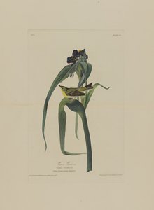 Vigers Vireo, de Birds of America, gravado por Robert Havell (1793-1878)