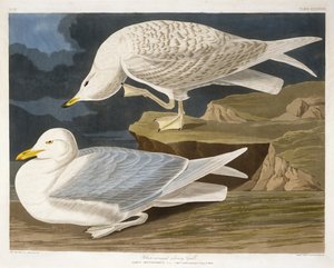 Gaivota-prateada-de-asa-branca, gravada por Robert Havell, Jr. (1793-1878), 1835 (gravura colorida à mão)