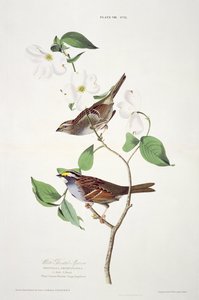 Pardal Garganta Branca, dos Pássaros da América, gravada por Robert Havell (1793-1878) de John James after Audubon