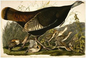 Wild Turkey, gravado por William Home Lizars (1788-1859) c.1827-32 (aquatinta colorida à mão em papel de capa)