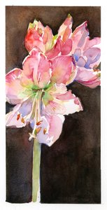 Amaryllis com fundo marrom, 2015, (aquarela) de John Keeling