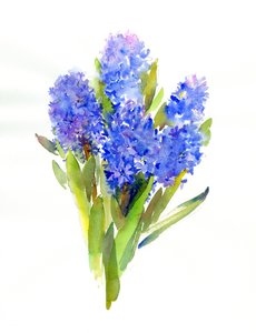 Jacinto azul, 2014, (aquarela) de John Keeling