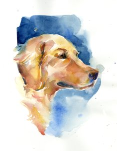 Golden Retriever, 2015, (aquarela)