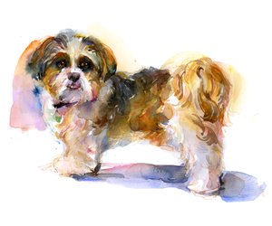 Retrato de Murphy, 2016, (aquarela)