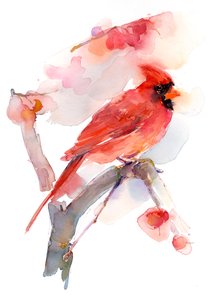 Cardeal vermelho, 2016, (aquarela)
