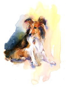 Retrato de Sheltie, 2015, (aquarela)