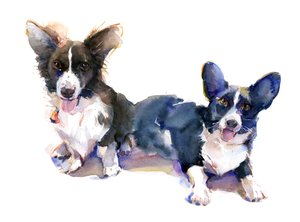Dois Corgis, 2015, (aquarela)
