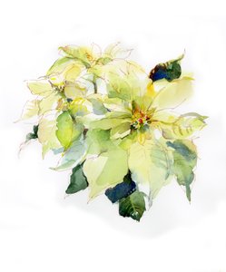 Poinsétia Branca, 2014, (aquarela)