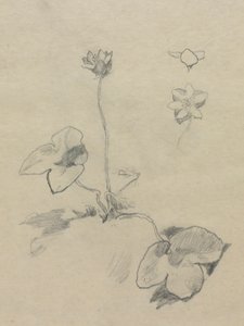 Anémona de John La Farge