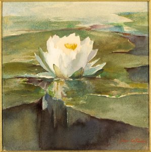 Nenúfar à luz do sol de John La Farge