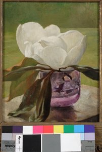 Flor de Magnólia