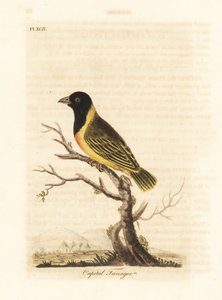 Tecelão de colarinho amarelo de cabeça preta, Ploceus melanocephalus capitalis (Capital tanager, Tanagra capitalis). Placa de cobre colorida à mão desenhada e gravada por John Latham de sua própria A General History of Birds, Winchester de John Latham