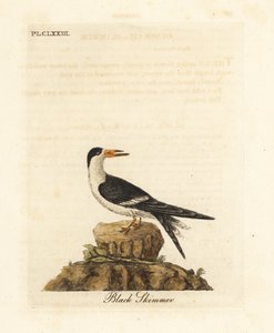 Escumadeira preta, Rynchops niger (Rhynchops nigra). Placa de cobre colorida à mão desenhada e gravada por John Latham de sua própria A General History of Birds, Winchester de John Latham