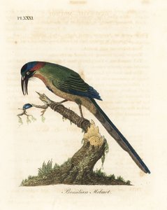 Motmot-de-coroa-azul, Momotus momota (motmot brasileiro, Momotus brasiliensis). Placa de cobre colorida à mão desenhada e gravada por John Latham de sua própria A General History of Birds, Winchester