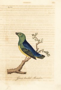 Clorofonia de nuca azul, Chlorophonia cyanea (manaquim de cabeça verde, nativa da América do Sul). Placa de cobre colorida à mão desenhada e gravada por John Latham de sua própria A General History of Birds, Winchester de John Latham