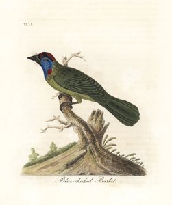 Barbet de garganta azul ou montanha, Psilopogon asiaticus. (Barbet de bochechas azuis, Trogon asiaticus). Placa de cobre colorida à mão desenhada e gravada por John Latham de sua própria A General History of Birds, Winchester de John Latham