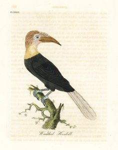 Blythh ou hornbill papua, Rhyticeros plicatus (hornbill grinalda, Buceros plicatus). Placa de cobre colorida à mão desenhada e gravada por John Latham de sua própria A General History of Birds, Winchester