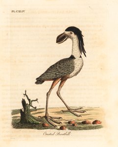 Garça-de-bico-barco, Cochlearius cochlearius (cancroma cochlearia). Placa de cobre colorida à mão desenhada e gravada por John Latham de sua própria A General History of Birds, Winchester de John Latham
