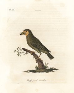 Barbet de cabeça marrom, Megalaima zeylanica? (Barbet de cara preta, Bucco lathami). De um espécime rotulado Megalaima lathami no Museu Britânico. Placa de cobre colorida à mão desenhada e gravada por John Latham de sua própria A General History of Birds,  de John Latham