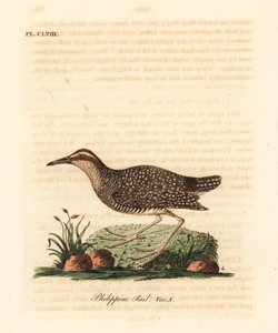 Trilho com bandas amarelas, Gallirallus philippensis (trilho filipino, Rallus philippensis). Placa de cobre colorida à mão desenhada e gravada por John Latham de sua própria A General History of Birds, Winchester de John Latham