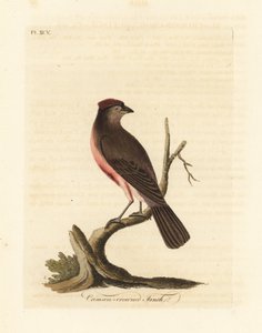 Redpoll comum, Carduelis flammea (Fringilla flammea). Placa de cobre colorida à mão desenhada e gravada por John Latham de sua própria A General History of Birds, Winchester de John Latham