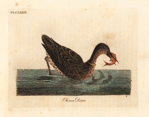 Cormorão usado para pescar na Ásia, talvez um grande cormorão, Phalacrocorax carbo, ou cormorão japonês, Phalacrocorax capillatus. (mergulhador chinês, Colymbus sinensis.) Placa de cobre colorida à mão desenhada e gravada por John Latham de seu próprio A G