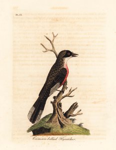 Papa-moscas de barriga carmesim, Muscicapa coccinigastra. Espécie desconhecida de ave copiada de uma ilustração do Port Jackson Painter. Placa de cobre colorida à mão desenhada e gravada por John Latham de sua própria A General History of Birds, Winchester de John Latham