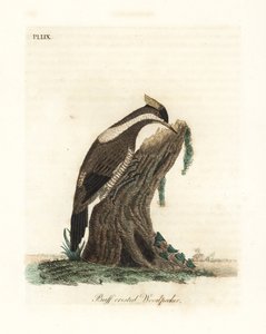 Pica-pau de crista carmesim, Campephilus melanoleucos (pica-pau de crista amarela, Picus melanoleucus). Baseado em uma skin do Leverian Museum. Placa de cobre colorida à mão desenhada e gravada por John Latham de sua própria A General History of Birds, Win de John Latham