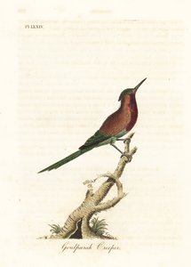 Ave de sol carmesim, Aethopyga siparaja seheriae (trepadeira de Goulpourah). Placa de cobre colorida à mão desenhada e gravada por John Latham de sua própria A General History of Birds, Winchester de John Latham