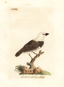 Firetail de diamante, Stagonopleura guttata (bico-de-bico-pintado, Fringilla leucocephala). Placa de cobre colorida à mão desenhada e gravada por John Latham de sua própria A General History of Birds, Winchester de John Latham