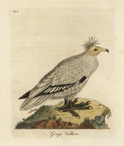 Abutre egípcio, Neophron percnopterus ginginianus.1824 (gravura) de John Latham