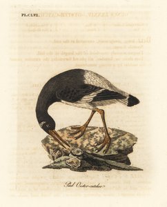 Eurasian ou pé ostralegus, Haematopus ostralegus. Placa de cobre colorida à mão desenhada e gravada por John Latham de sua própria A General History of Birds, Winchester de John Latham