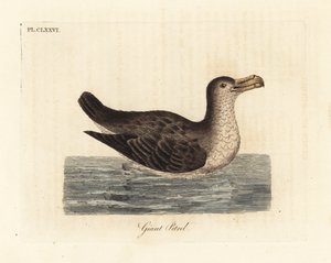Petrel gigante, Macronectes giganteus (como Precellaria gigantea, erro para Procellaria gigantea). Placa de cobre colorida à mão desenhada e gravada por John Latham de sua própria A General History of Birds, Winchester de John Latham