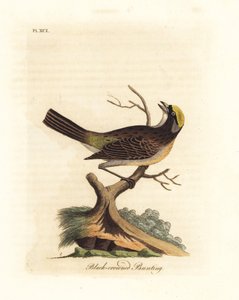 Pardal-de-coroa-dourada, Zonotrichia atricapilla (Bandeira-de-coroa-preta, Emberiza atricapilla). Placa de cobre colorida à mão desenhada e gravada por John Latham de sua própria A General History of Birds, Winchester de John Latham