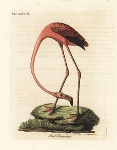 Maior flamingo, Phoenicopterus roseus, ou flamingo americano, Phoenicopterus ruber (flamingo vermelho, Phaenicopterus ruber). Placa de cobre colorida à mão desenhada e gravada por John Latham de sua própria A General History of Birds, Winchester de John Latham